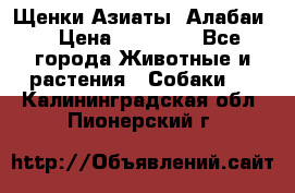 Щенки Азиаты (Алабаи) › Цена ­ 20 000 - Все города Животные и растения » Собаки   . Калининградская обл.,Пионерский г.